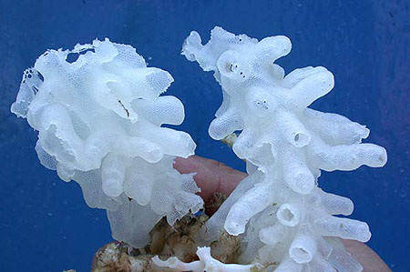 Porifera - CirculatorySwaggWagons