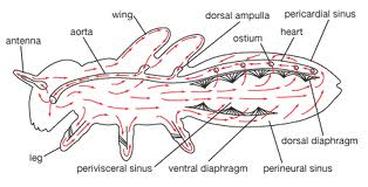 Arthropoda - CirculatorySwaggWagons